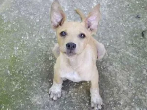 Cachorro raça srd idade 2 a 6 meses nome Maurílio