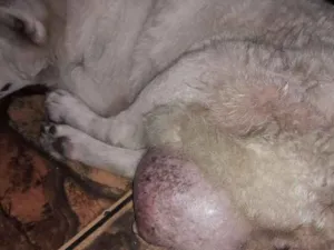 Cachorro raça Akita  idade 6 ou mais anos nome Branca