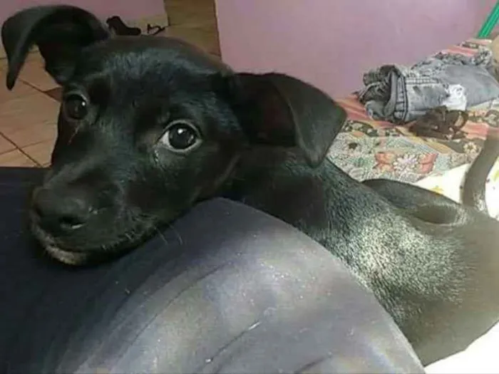 Cachorro ra a Vira lata  idade 2 a 6 meses nome Ainda não tem nome 