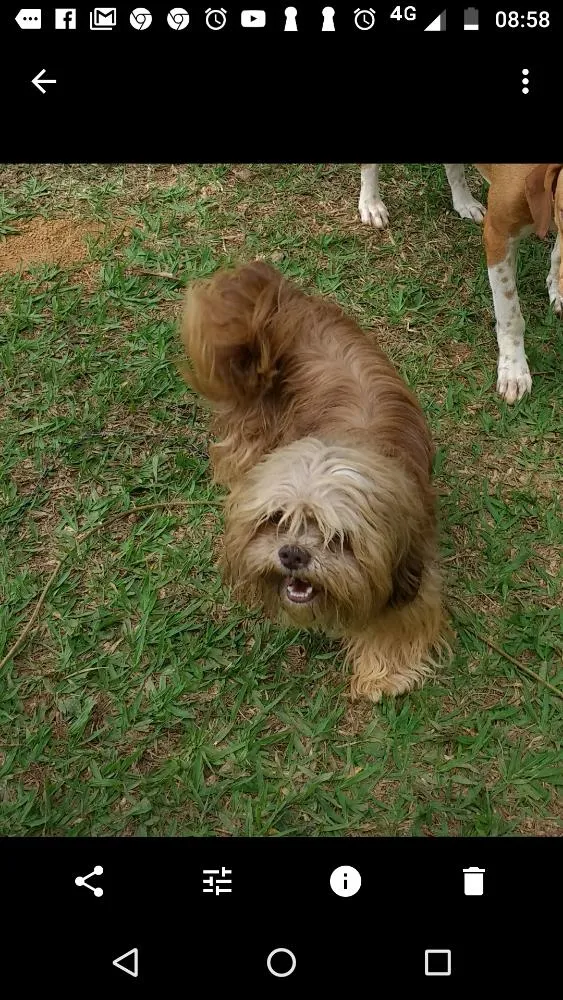 Cachorro ra a Shitzu idade 4 anos nome Toddy