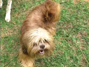 Cachorro raça Shitzu idade 4 anos nome Toddy