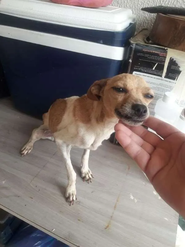 Cachorro ra a Fox Terrier idade 2 anos nome Luna