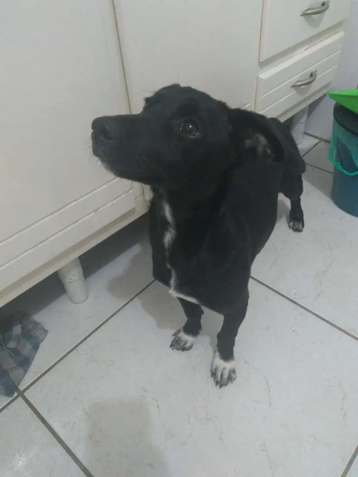 Cachorro ra a SRD idade 2 a 6 meses nome Mel