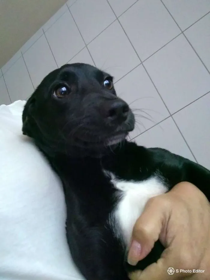 Cachorro ra a SRD idade 2 a 6 meses nome Mel