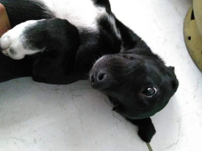 Cachorro ra a SRD idade 2 a 6 meses nome Mel
