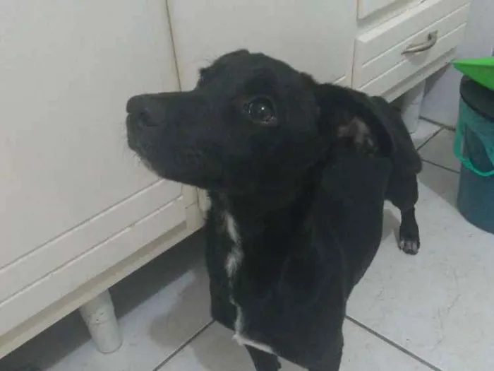 Cachorro ra a SRD idade 2 a 6 meses nome Mel