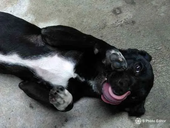 Cachorro ra a SRD idade 2 a 6 meses nome Mel