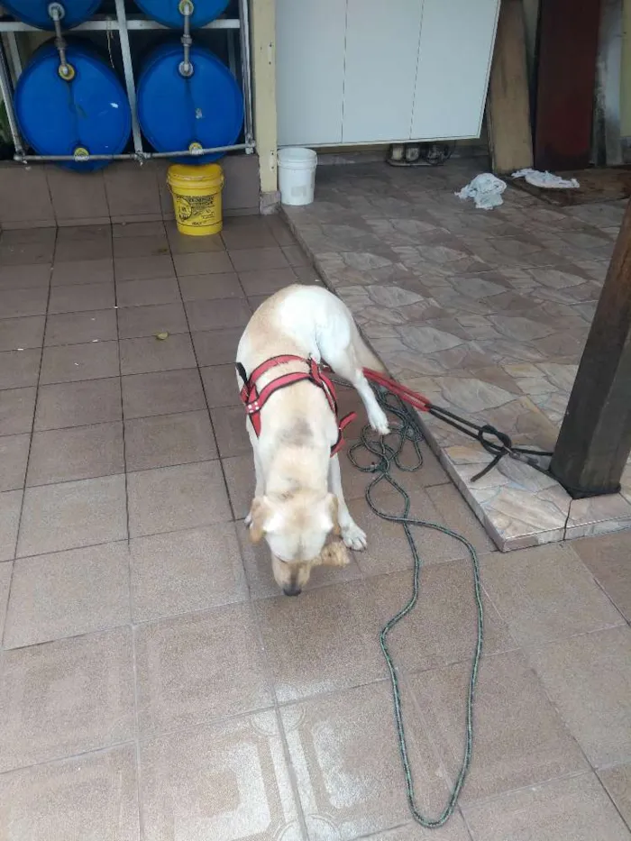 Cachorro ra a Labrador idade 4 anos nome Sem nome