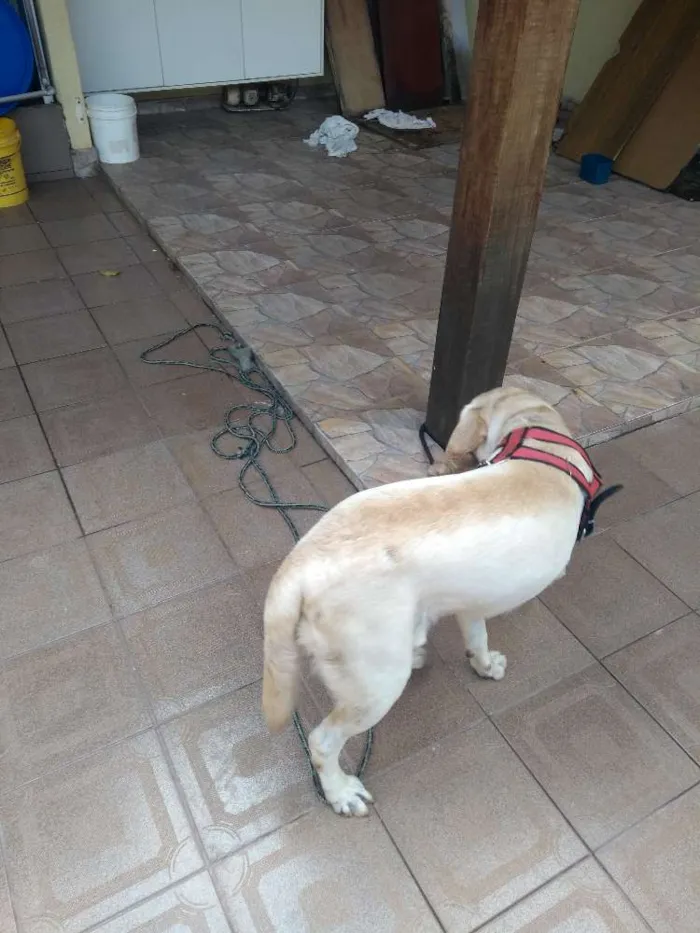 Cachorro ra a Labrador idade 4 anos nome Sem nome