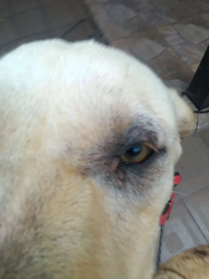 Cachorro ra a Labrador idade 4 anos nome Sem nome