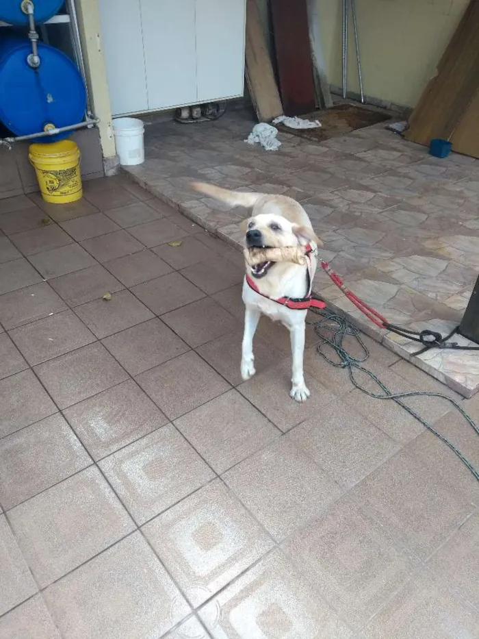 Cachorro ra a Labrador idade 4 anos nome Sem nome