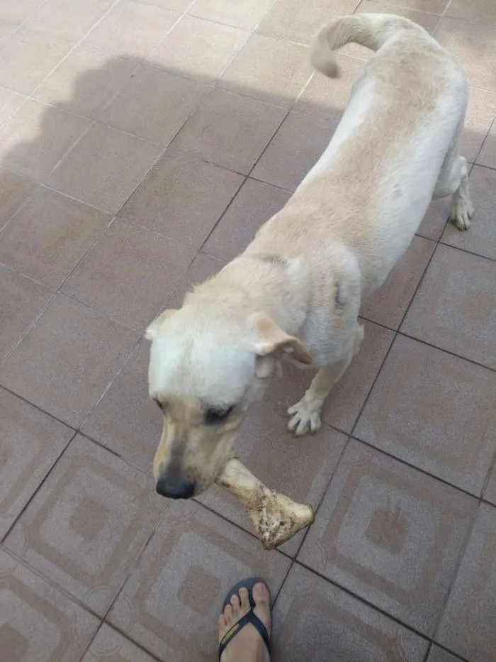 Cachorro ra a Labrador idade 4 anos nome Sem nome