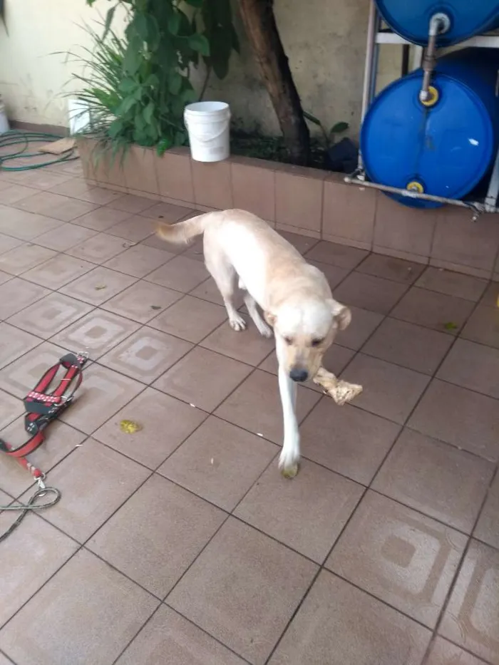 Cachorro ra a Labrador idade 4 anos nome Sem nome
