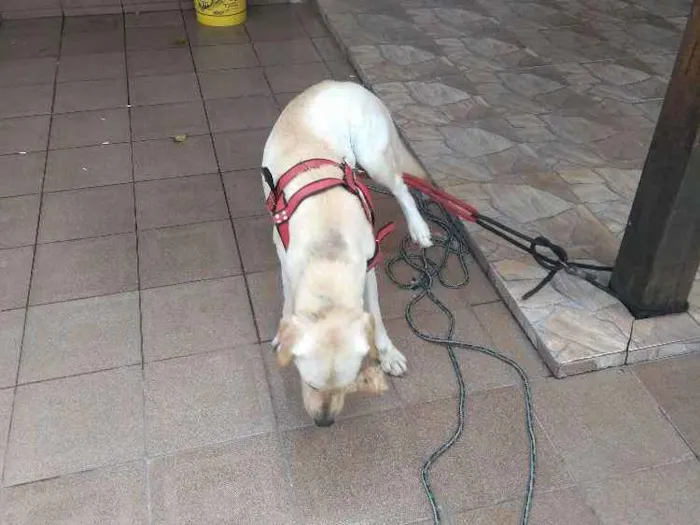Cachorro ra a Labrador idade 4 anos nome Sem nome