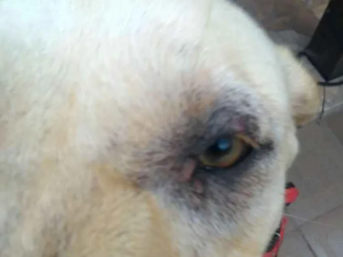 Cachorro ra a Labrador idade 4 anos nome Sem nome