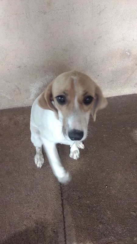 Cachorro ra a SRD idade 2 a 6 meses nome Paçoca