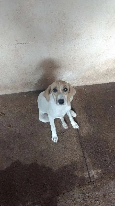 Cachorro ra a SRD idade 2 a 6 meses nome Paçoca