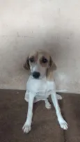 Paçoca