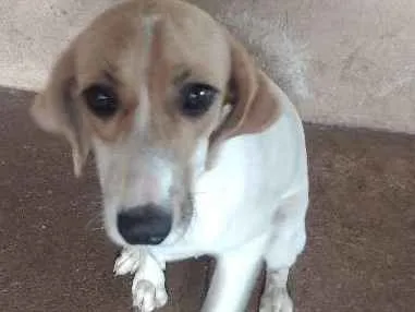 Cachorro ra a SRD idade 2 a 6 meses nome Paçoca