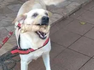 Cachorro raça Labrador idade 4 anos nome Sem nome