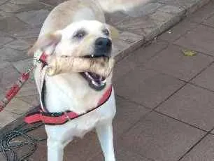 Cachorro ra a Labrador idade 4 anos nome Sem nome