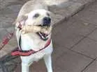 Cachorro raça Labrador idade 4 anos nome Sem nome