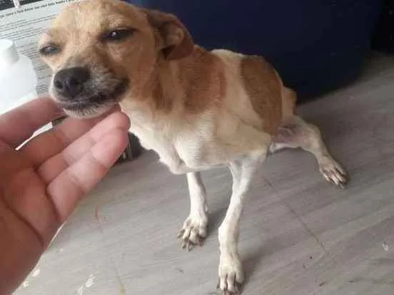 Cachorro ra a Fox Terrier idade 2 anos nome Luna