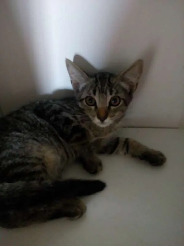 Gato ra a vira lata idade 2 a 6 meses nome sem nome