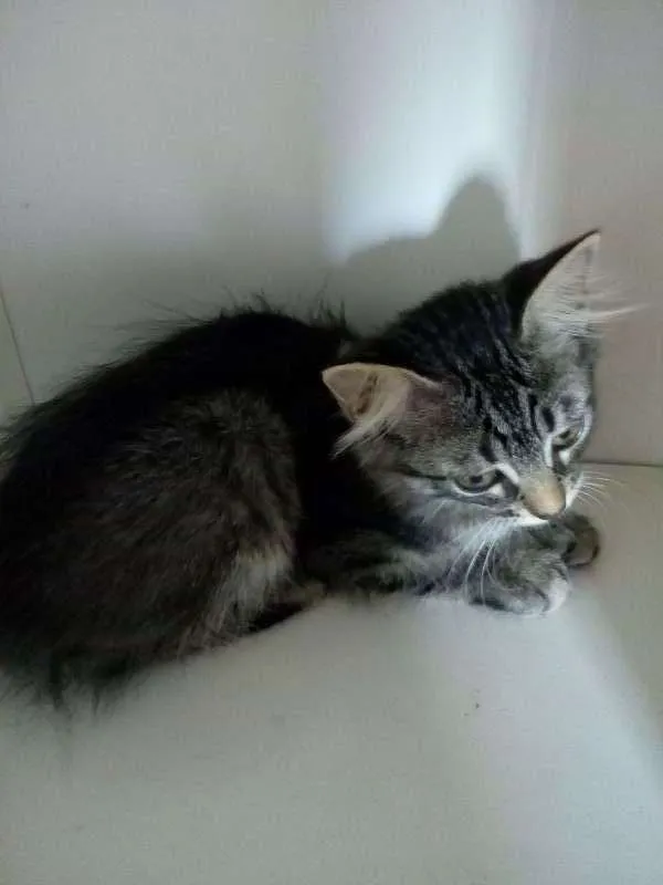 Gato ra a vira lata idade 2 a 6 meses nome sem nome