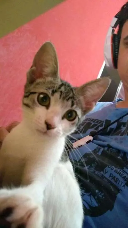 Gato ra a SRD idade 2 a 6 meses nome ORELHUDINHA