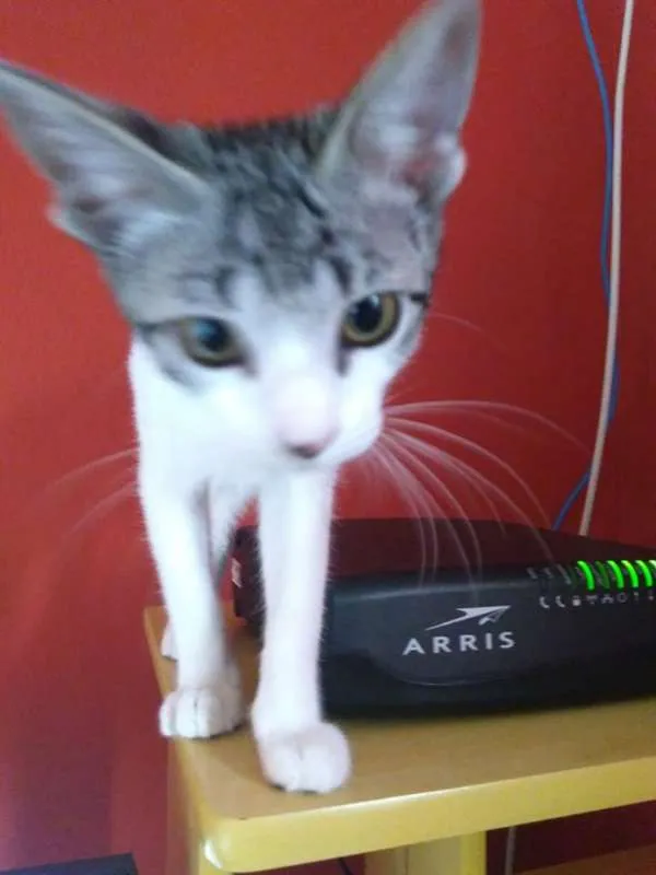 Gato ra a SRD idade 2 a 6 meses nome ORELHUDINHA
