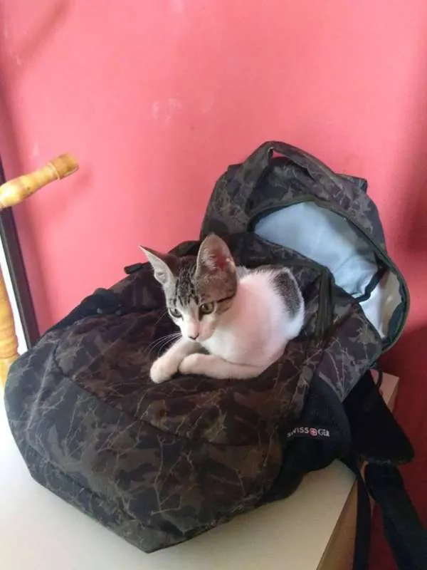 Gato ra a SRD idade 2 a 6 meses nome ORELHUDINHA