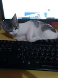 ORELHUDINHA