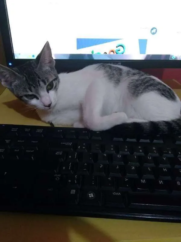 Gato ra a SRD idade 2 a 6 meses nome ORELHUDINHA