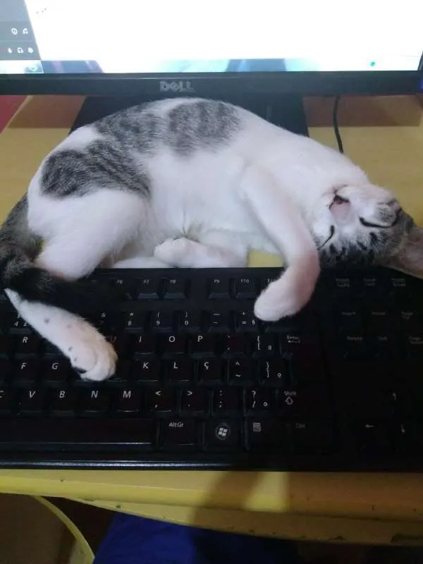 Gato ra a SRD idade 2 a 6 meses nome ORELHUDINHA