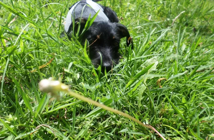Cachorro ra a SRD idade 7 a 11 meses nome Dylan