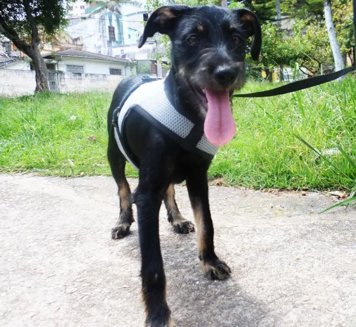 Cachorro ra a SRD idade 7 a 11 meses nome Dylan