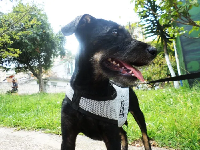 Cachorro ra a SRD idade 7 a 11 meses nome Dylan
