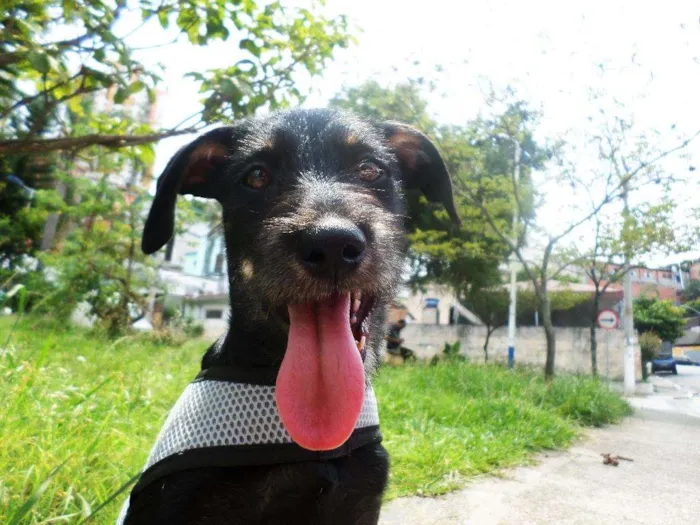 Cachorro ra a SRD idade 7 a 11 meses nome Dylan