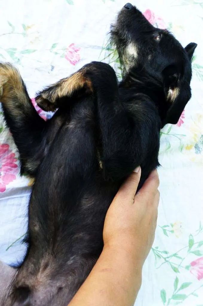 Cachorro ra a SRD idade 7 a 11 meses nome Dylan