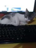 ORELHUDINHA