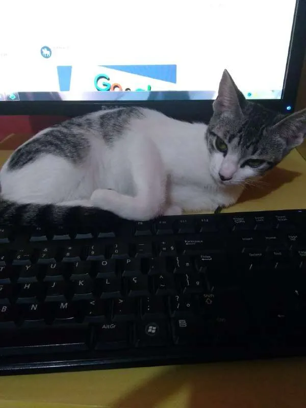 Gato ra a SRD idade 2 a 6 meses nome ORELHUDINHA