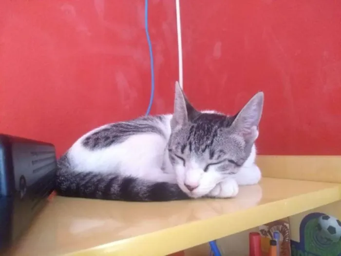 Gato ra a SRD idade 2 a 6 meses nome ORELHUDINHA