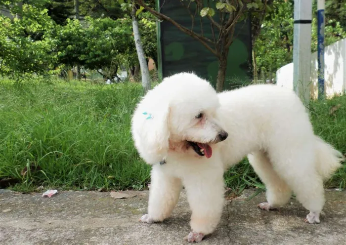 Cachorro ra a Poodle idade 6 ou mais anos nome Sofia (Idosa)