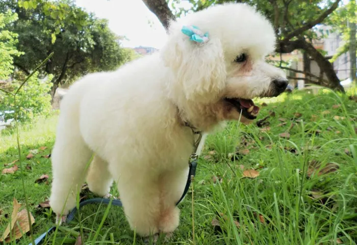Cachorro ra a Poodle idade 6 ou mais anos nome Sofia (Idosa)
