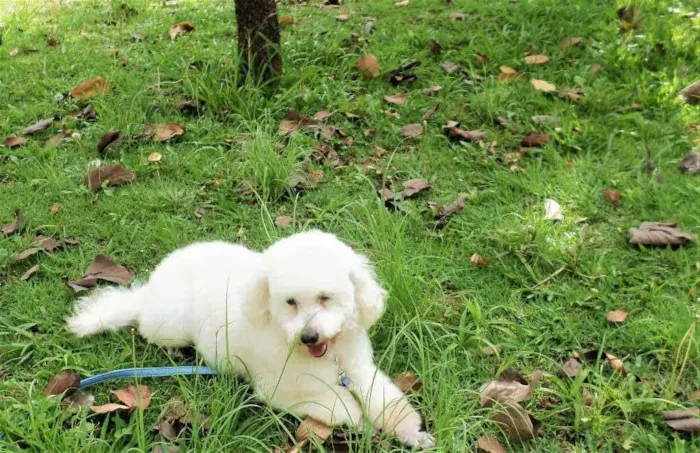Cachorro ra a Poodle idade 6 ou mais anos nome Sofia (Idosa)