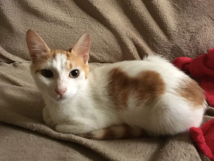 Gato ra a Srd idade 2 a 6 meses nome CORAÇÃOZINHO