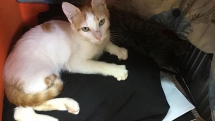 Gato ra a Srd idade 2 a 6 meses nome CORAÇÃOZINHO