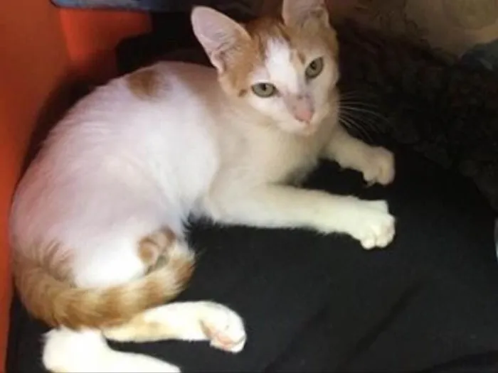 Gato ra a Srd idade 2 a 6 meses nome CORAÇÃOZINHO