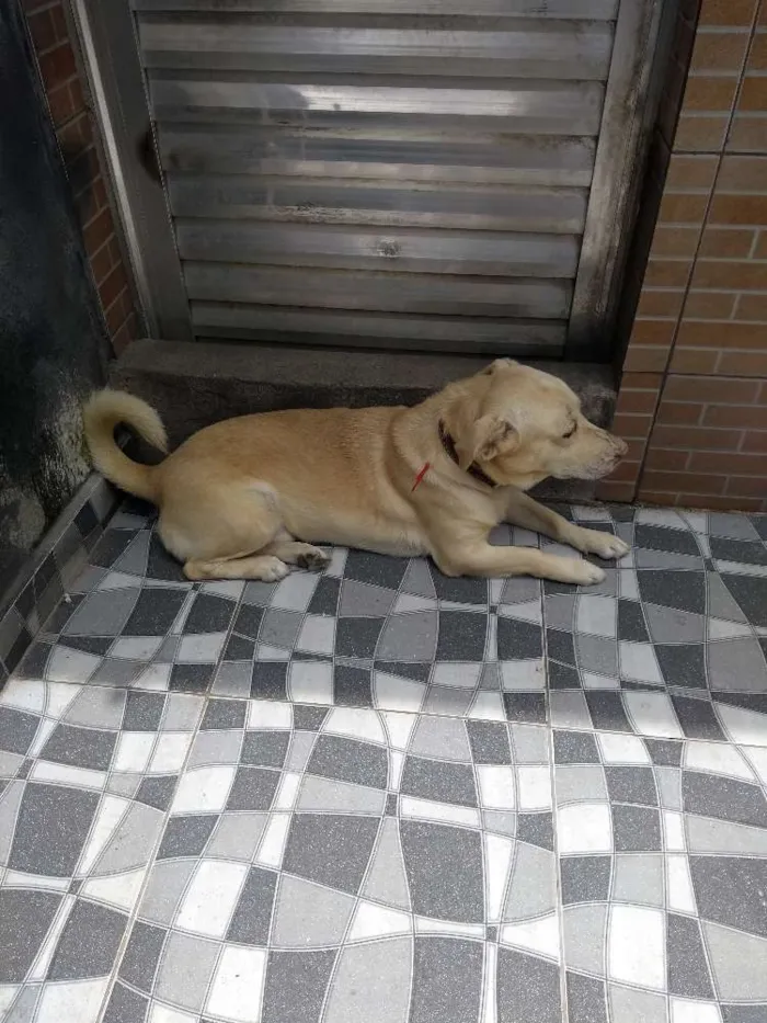 Cachorro raça Srd idade 4 anos nome Alvin